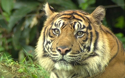 Anna und die wilden Tiere