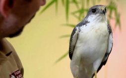 Die Tierärzte - Retter mit Herz