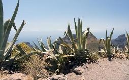 Durch die Wildnis - Teneriffa