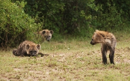 Hyänen - Die Königinnen der Masai Mara