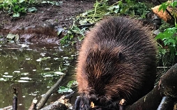 Tiere bis unters Dach