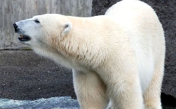 Eisbär, Affe & Co.