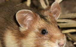 Welt der Tiere