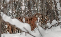 Der Sibirische Tiger - Seele der russischen Wildnis