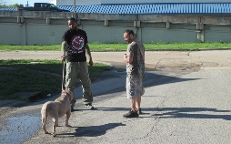 Pitbulls auf Bewährung