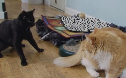 Der Katzenflüsterer