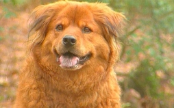 Medical Detectives - Geheimnisse der Gerichtsmedizin