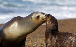 Wildes Patagonien