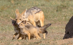 Die Großkatzen der Masai Mara