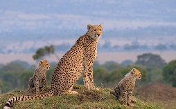 Die Großkatzen der Masai Mara