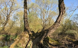 Kielings wilde Welt: Wilde Nachbarn