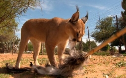 Das Waisenhaus für wilde Tiere