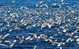 Der Flug der Eule