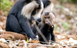 Tierkinder der Wildnis