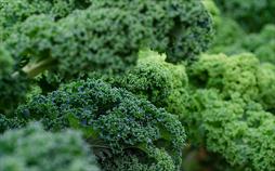 Grünkohl und Wintergemüse