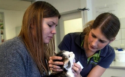 Die Tierärzte - Retter mit Herz