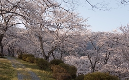 Japan im Licht der Jahreszeiten