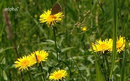 Lebensgemeinschaft in der Wiese