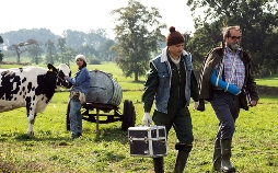 Viele Kühe und ein schwarzes Schaf