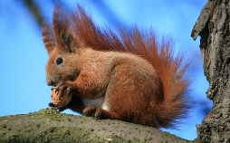 Tiere der Heimat