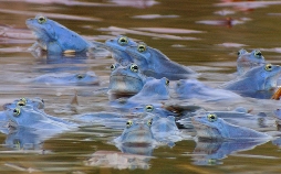 Böhmen - Land der hundert Teiche