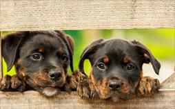 Liebste Fellnasen - Abenteuer Hundeschule | TV-Programm von WDR