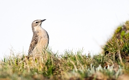 Von der Steppe in die Alpen - Vögel in Österreich