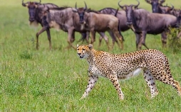 Die fünf Geparde: Gemeinsam durch die Serengeti