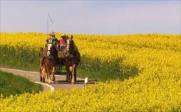 Pferde, Pfauen, Herzlichkeit - Eine Bauerngeschichte in Oberschwaben