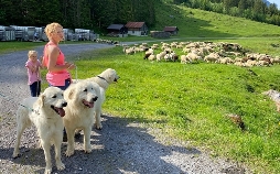 Schweizer Hundegeschichten: Herdenschutzhunde - Die alpinen Beschützer gegen Wolf & Co.