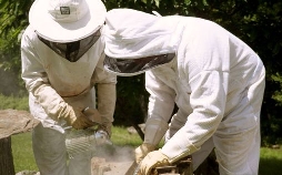 Die Bienenflüsterer