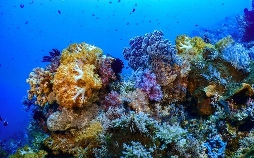 Into the Blue – Indonesiens Unterwasserparadiese