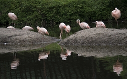 Bronx Zoo - Tierpark der Superlative