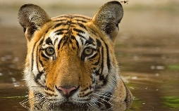 Asiens wilde Überlebenskünstler