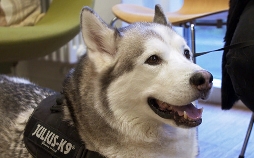 Die Tierärzte - Retter mit Herz