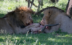 Südafrika: Harte Zeiten für Löwen und Geparde