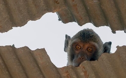 Affen in Thailand: Von wegen wasserscheu!