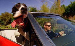 Die geheime Welt der Hunde