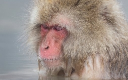 Asiens wilde Überlebenskünstler