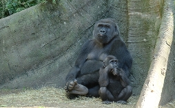 Bronx Zoo - Tierpark der Superlative