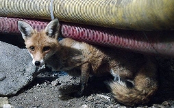 Die Tiere von der Landebahn