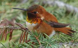 Der Feuervogel