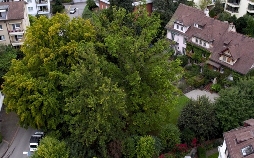 Die magische Welt der Bäume