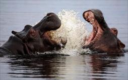 Hippos - Afrikas faszinierende Riesen
