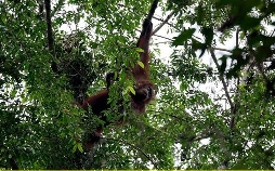Geheimnisse Asiens - Die schönsten Nationalparks. Borneos wilde Elefanten
