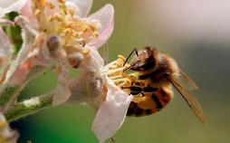 Tagebuch einer Biene