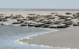 Pellworm - Grüne Insel im Wattenmeer
