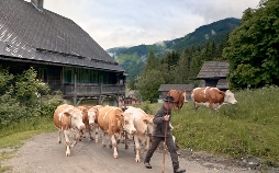 Almleben im Ennstal - Ein Jahr auf der Riesneralm