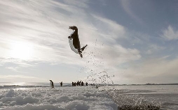 Antarktis - Die Reise der Pinguine