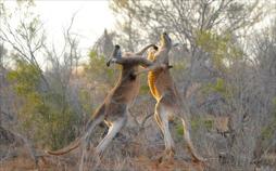Überleben in Australiens Wildnis
